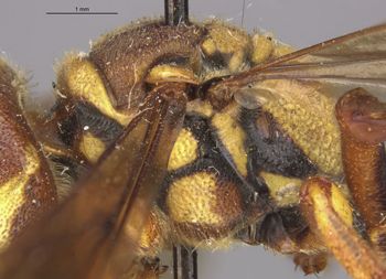 Media type: image;   Entomology 13769 Aspect: thorax lateral